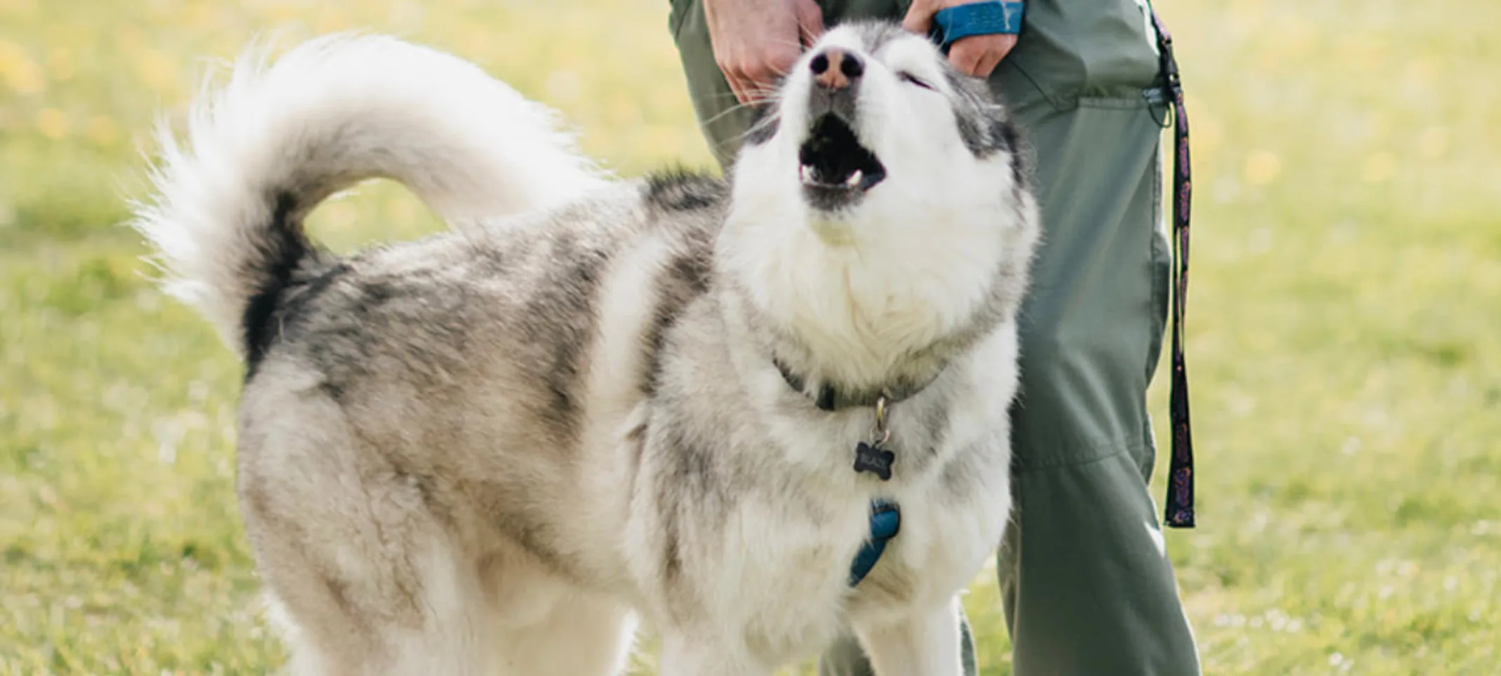 Husky dog howling while standing in front of a staff member